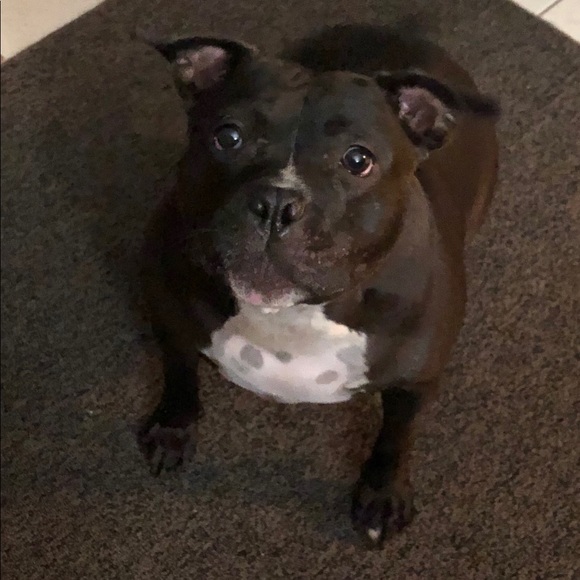 Animal Friendly Home - Picture 1 of 16